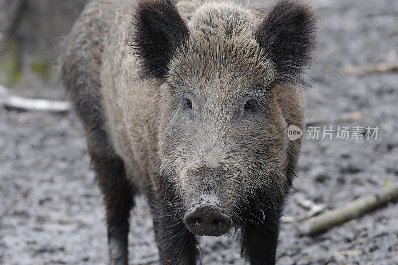 野猪(Sus scrofa)